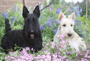 Scottish_Terriers