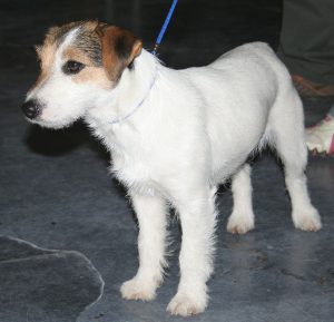934px-Jack_Russell_Terrier_m98