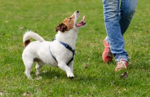 Jack Russell Terrier training to walk with a handler