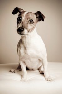 Portrait of a Jack Russell Terrier