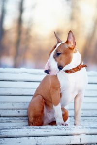 English bull terrier. Thoroughbred dog. Canine friend. Red dog. Dog on a bench. Dog on walk.