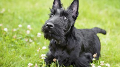 En välskött hund är en fin hund