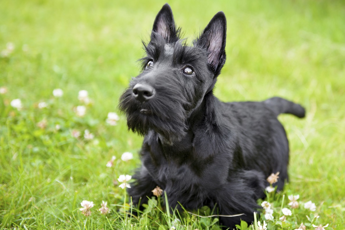 En välskött hund är en fin hund