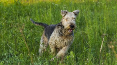 En airedale terrier som har fått upp ett spår