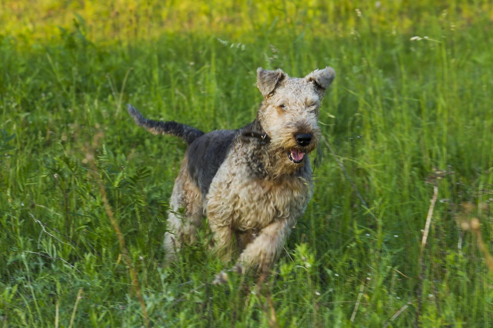 En airedale terrier som har fått upp ett spår