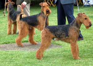 Airedale terrier på hundutställning