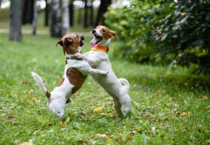 Two Jack Russell Terriers