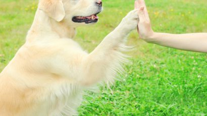 Hunden kan hjälpa dig hitta vänner