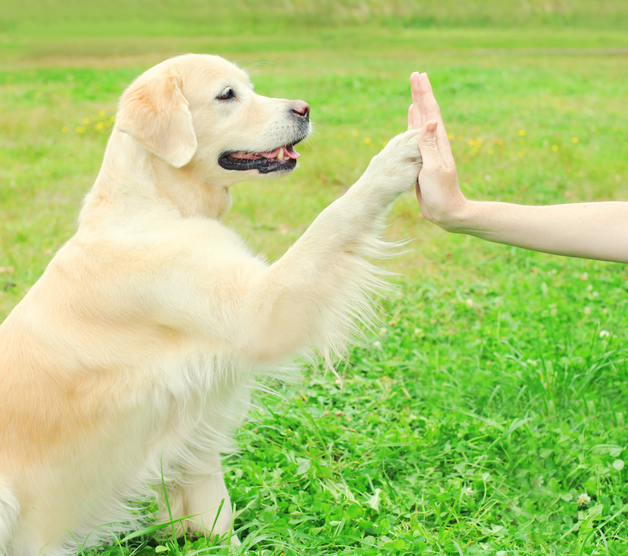 Hunden kan hjälpa dig hitta vänner