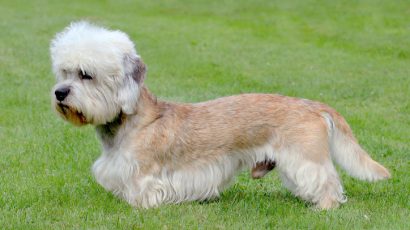 Dandie dinmont terrier