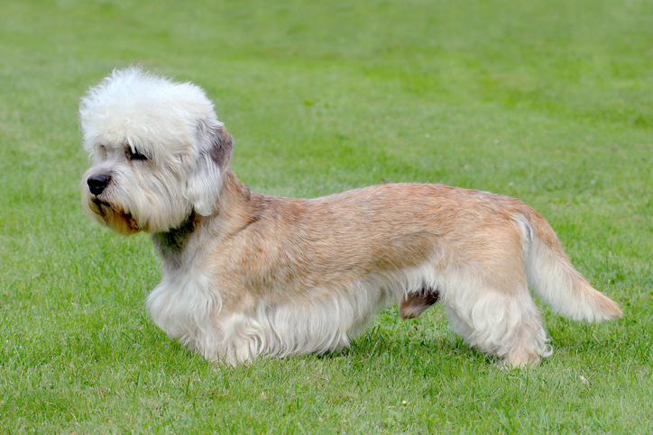 Dandie dinmont terrier